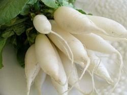 Radish - Winter Variety, Bright Red Color | High-Quality Seeds for Optimal Growth