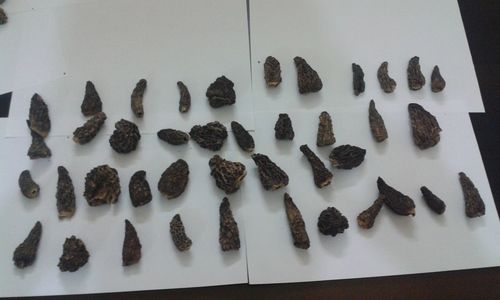 Dried Morels Mushroom