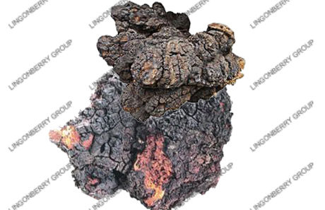 Chaga Mushroom Extract