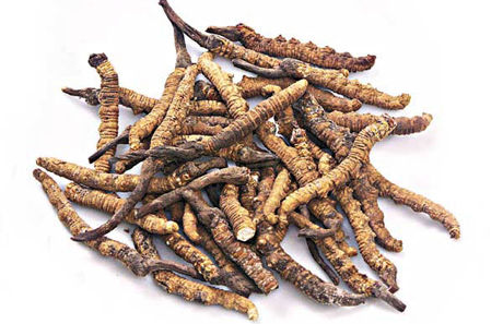 Cordyceps Sinensis Extract