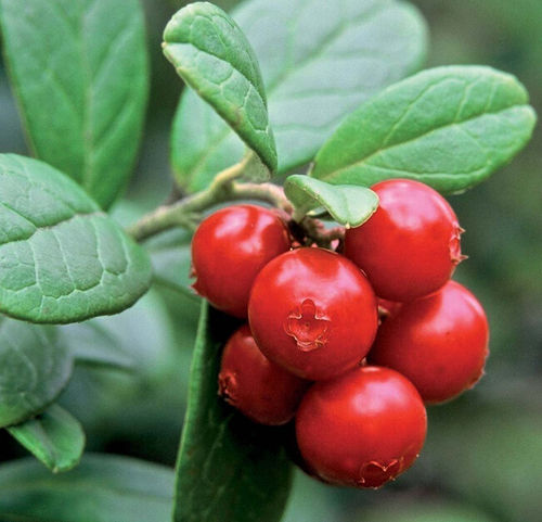 Lingonberry Anthocyanin 25%