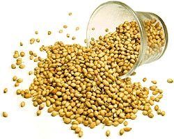 Coriander Seeds