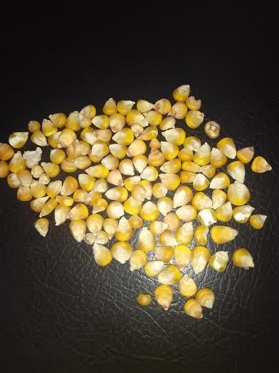 Animal Feed Yellow Corn