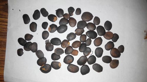 Parcostic Seed