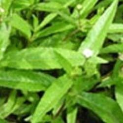 Bhringaraj Extract