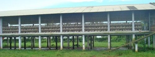 Poultry Layer Sheds