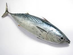 Tuna Fish