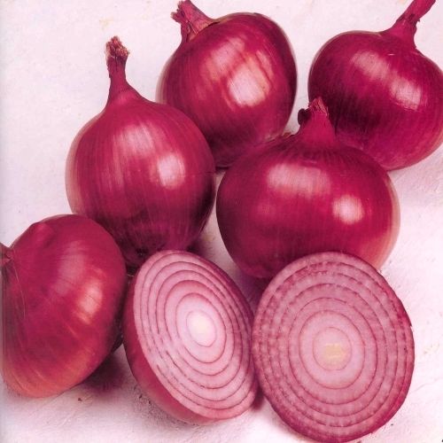 Onion - Premium Quality Pungent Indian Onion | Year-Round Availability, Hygienic Cultivation by Professionals