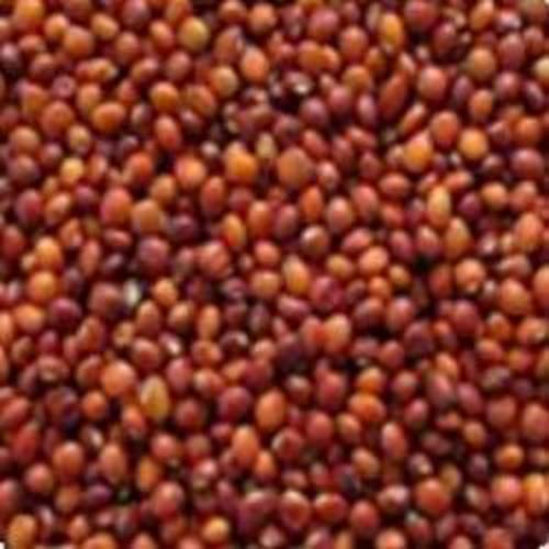  Pigeon Pea