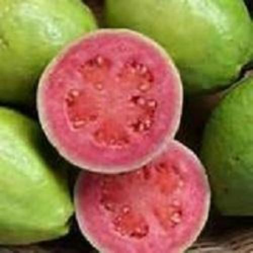 Fresh Guava