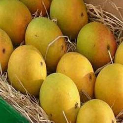 Banganapalli Mango