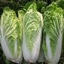 Chinies Cabbage