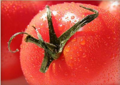 Fresh Tomato