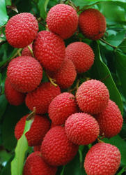 Litchi