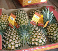 Pineapple