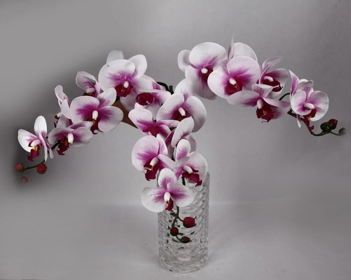 व्हाइट एंड पर्पल ऑर्किड 7 फ्लावर स्टेम