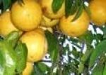 Oranges