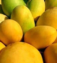 Fresh Mango