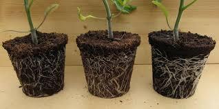 Coco Peats For Growing Plants