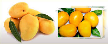 Fresh Kesar Mangoes