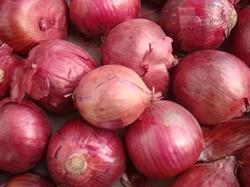 Economical Fresh Red Onions