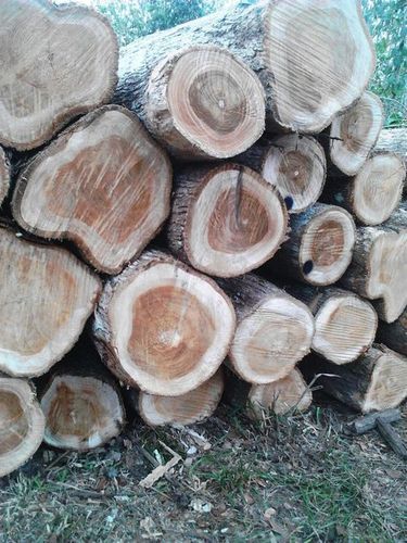 Colombian Teak Round Logs