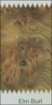 Elm Burl Plywood