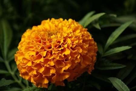 Orange Marigold Extract