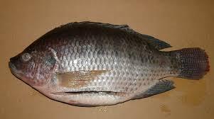 Black Tilapia