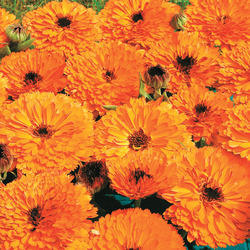 Marigold Oil