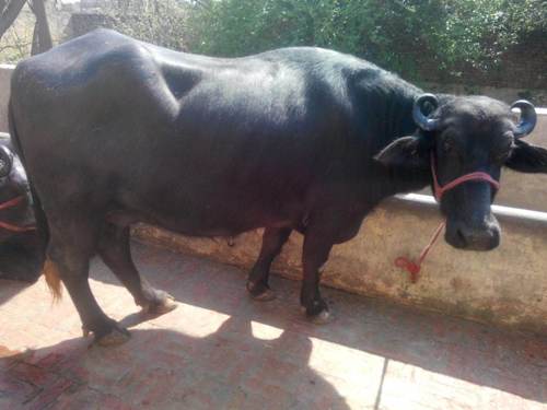 Healthy Female Murrah Buffalo