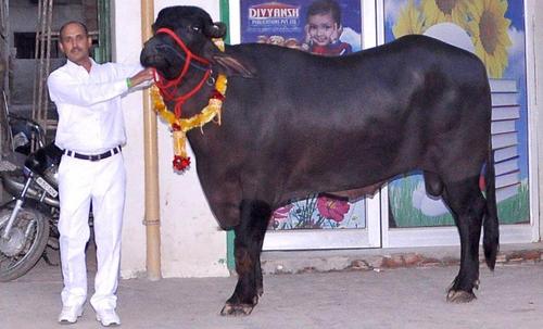 Male Murrah Buffalo