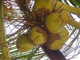 AGROSERV Coconut