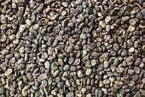 Babchi Seeds - Aromatic, Pungent, Bitter Flavor | Ideal for Dry and Sandy Lands, Oil and Leaf Utilization, 25/50 Kg Jute Bags