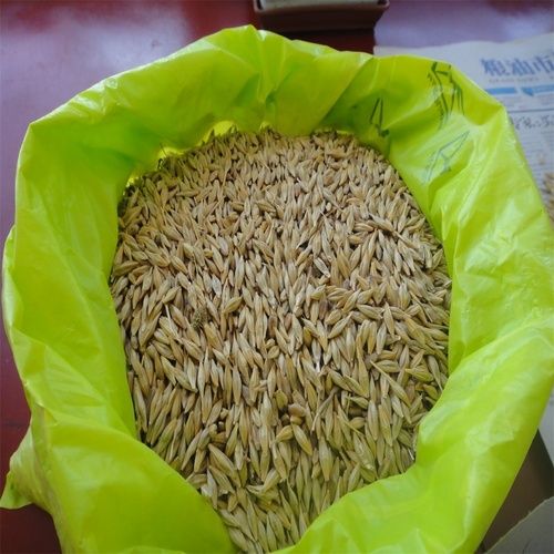 Bulk Ukraine Animal Feed Barley