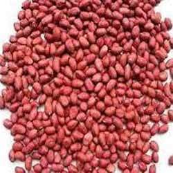 Java Groundnut Kernel