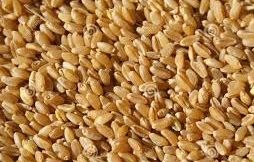MURLIDHAR Wheat