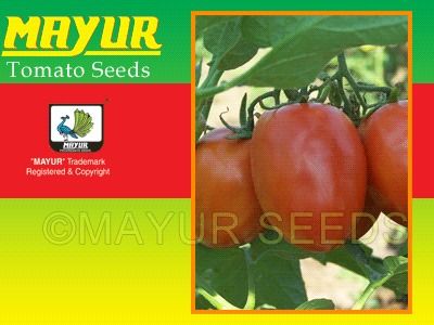 Mayur - 2551 Hybrid Tomato Seeds