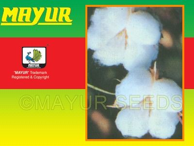 Mayur-51 Cotton Seeds