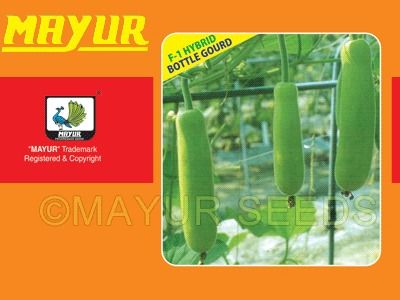 Mayur Hybrid Bottle Gourd Seeds - 09