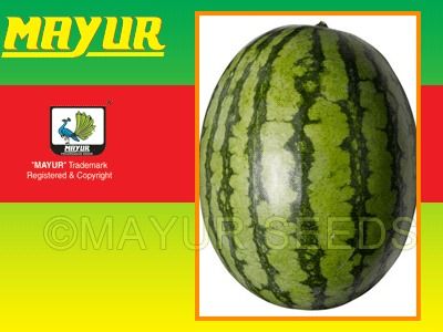 Mayur Hybrid Watermelon Seeds