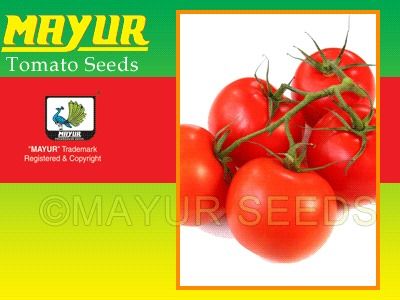 Mayur Seeds-555 Hybrid Tomato Seeds