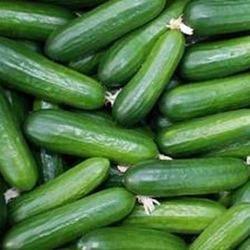 Cucumber