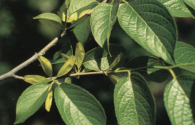 Eucommia Leaves Extract