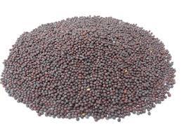 Mustard Seeds