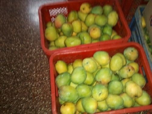 Fresh Alphanso Mangoes