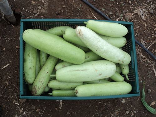 Organic Bottle Gourd