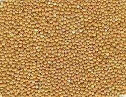 Yellow Millet