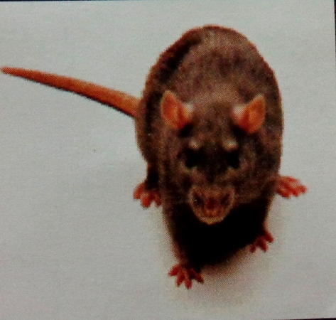 Rats Pest Control Services By Jardine Henderson Ltd.