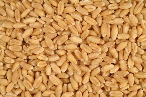 ANUJ Wheat